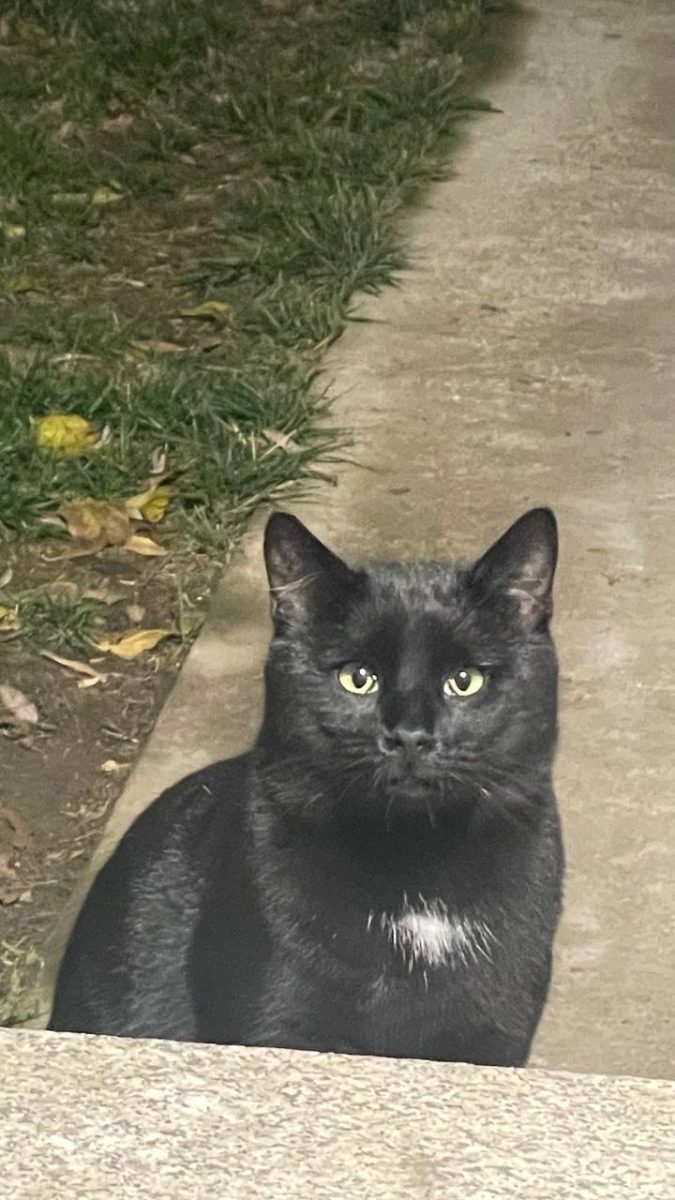 🐾 Negroni aka Ludovic Luciosul – gata de adopție