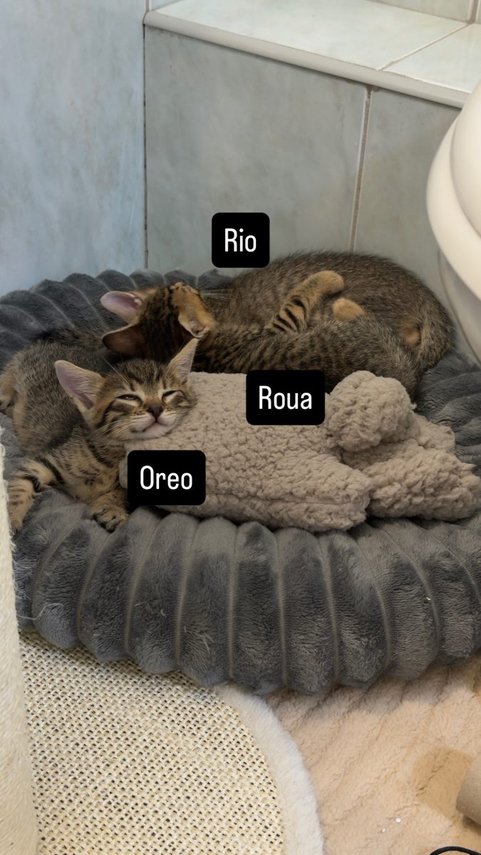 Rio – motan, aproximativ 2 luni