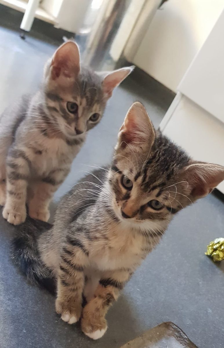 Două sufletele in cautarea familiilor!💖💖💖