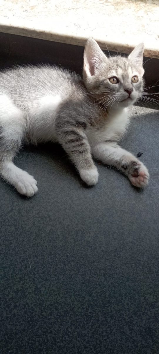 Patru inimioare mici își caută familii!💖💖💖💖