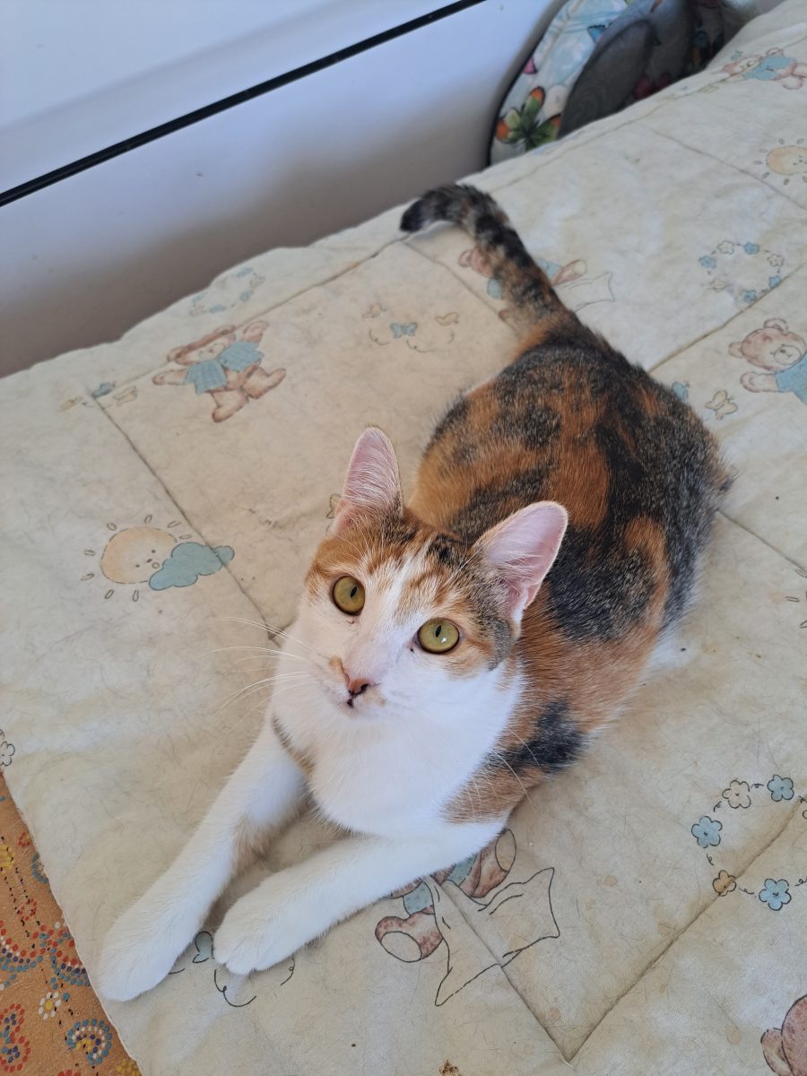 Lily