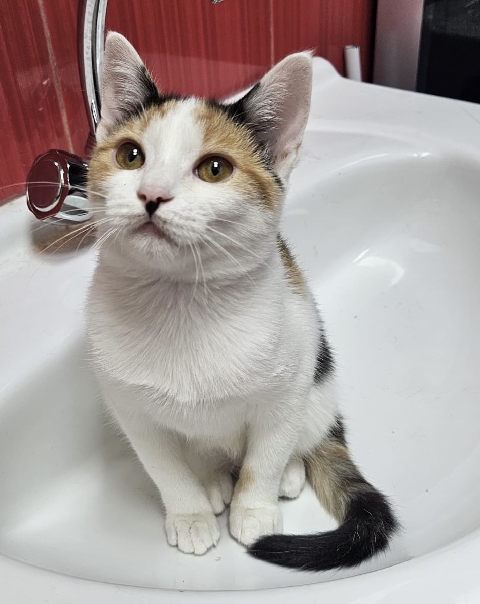 Adopta-ma si nu te vei mai plictisi!😻😻😻