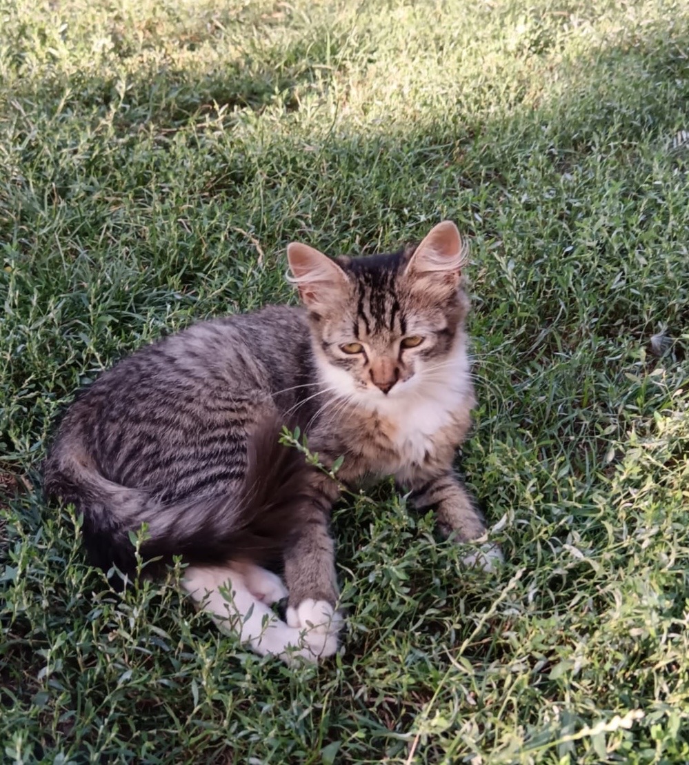 Pisicuta frumoasă foc pentru adopție!🥰🥰🥰