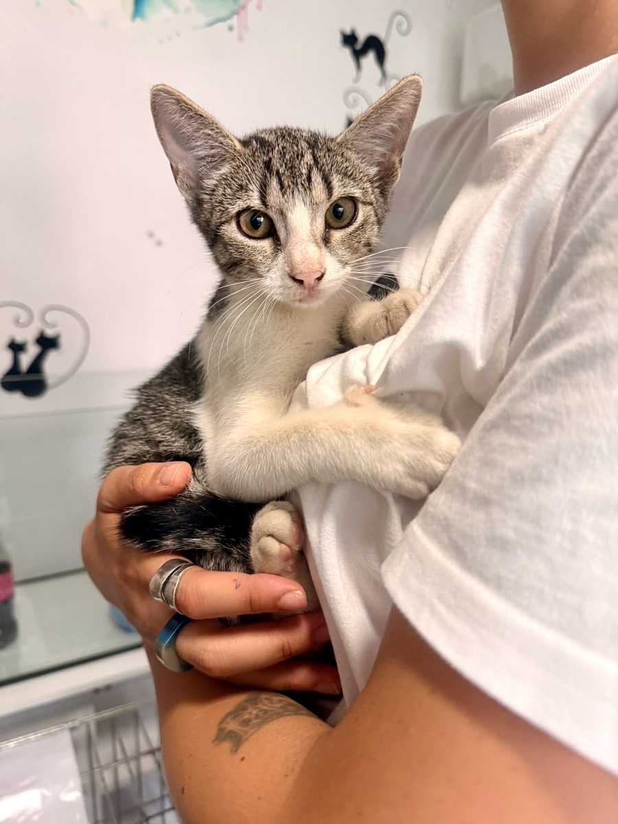 Fetita buna si frumoasa pentru adoptie
