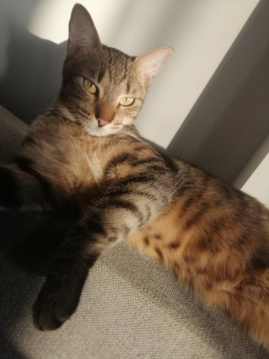 Serafim isi cauta un partener de joaca