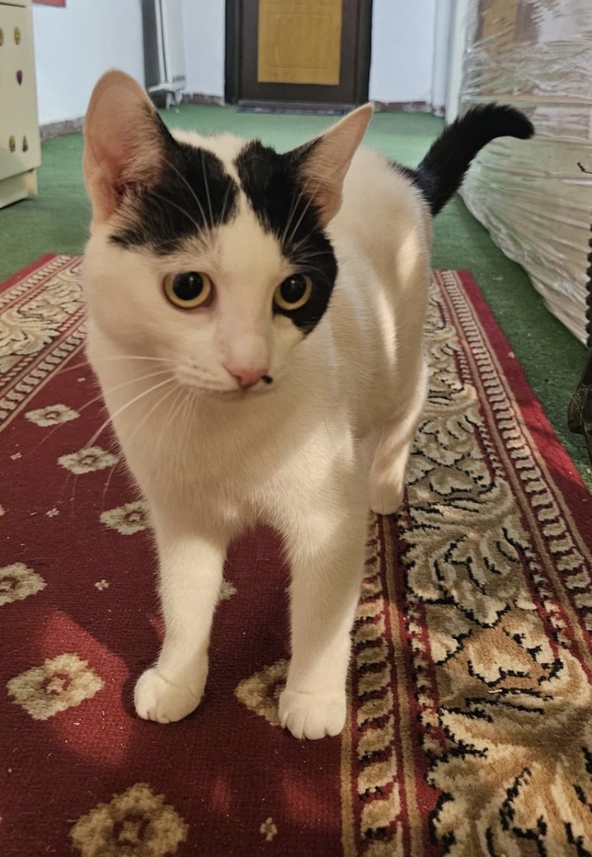 Kira,cel mai bun companion pe viata!💖💖💖