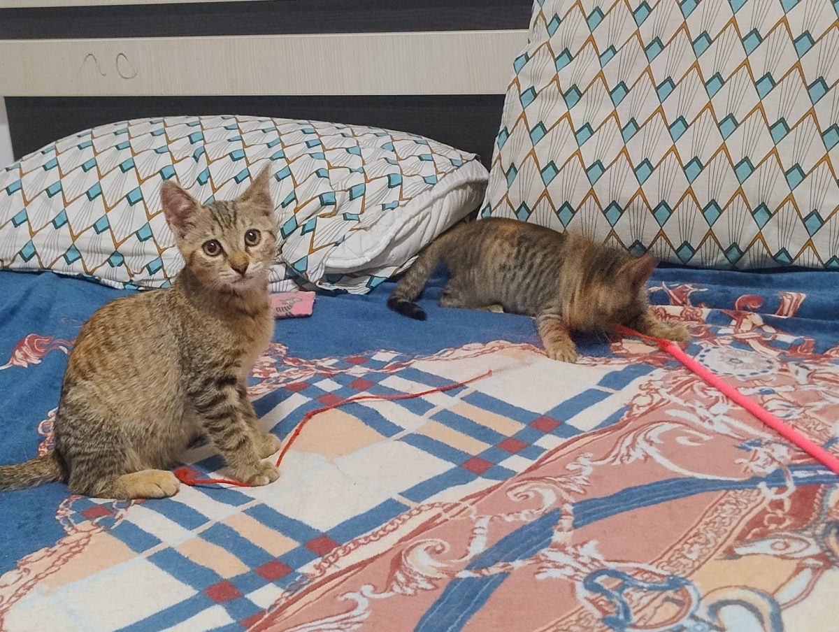 Două pisicuțe sunt in căutarea familiei perfecte!💖💖💖