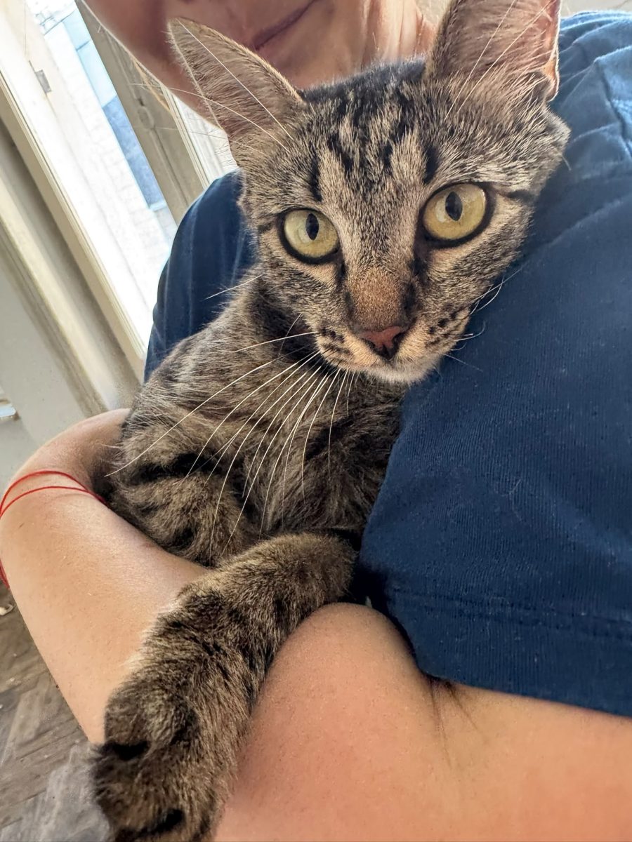​🚨 SOS URGENT FOSTER INCHIS: Cursă contracronometru  🚨