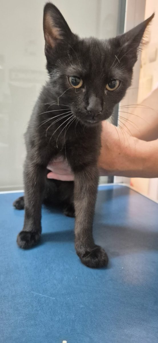 Adoptie panteruta (4 luni)