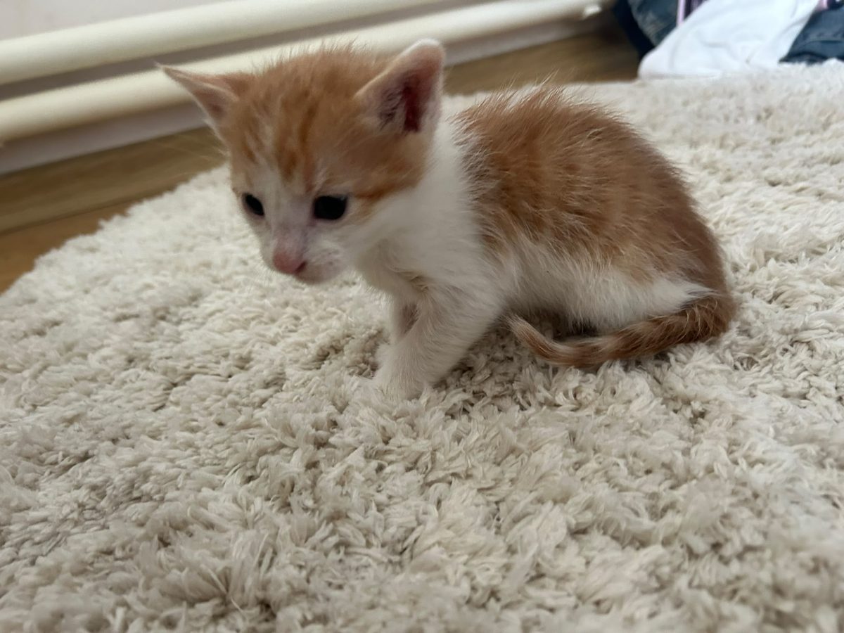 Pisoi dragalasi spre adoptie Bucuresti