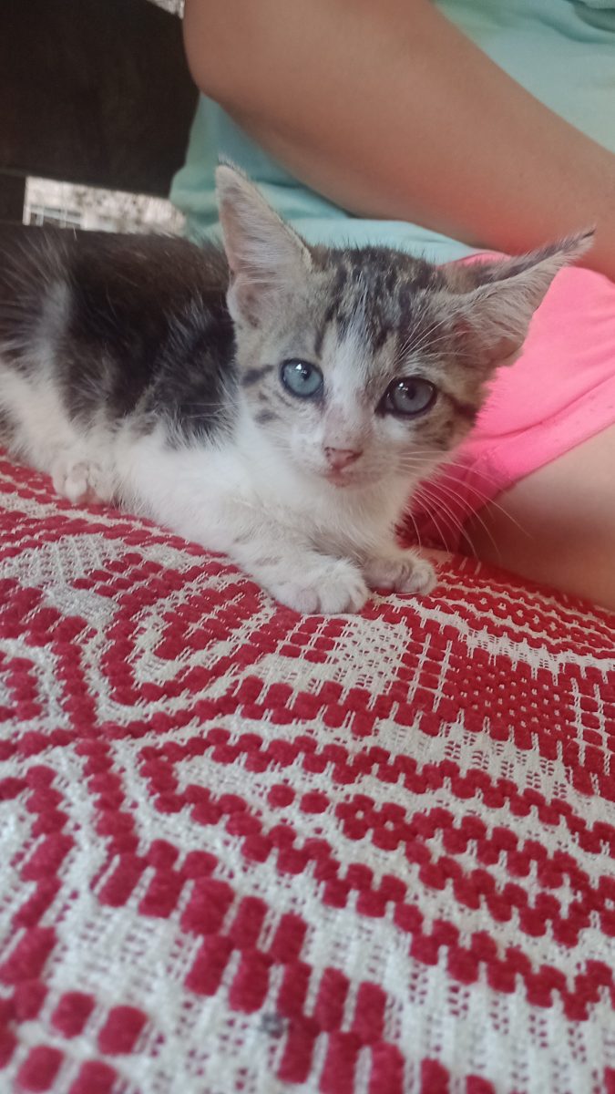 Pisoi blânzi și afectuosi au nevoie de familii