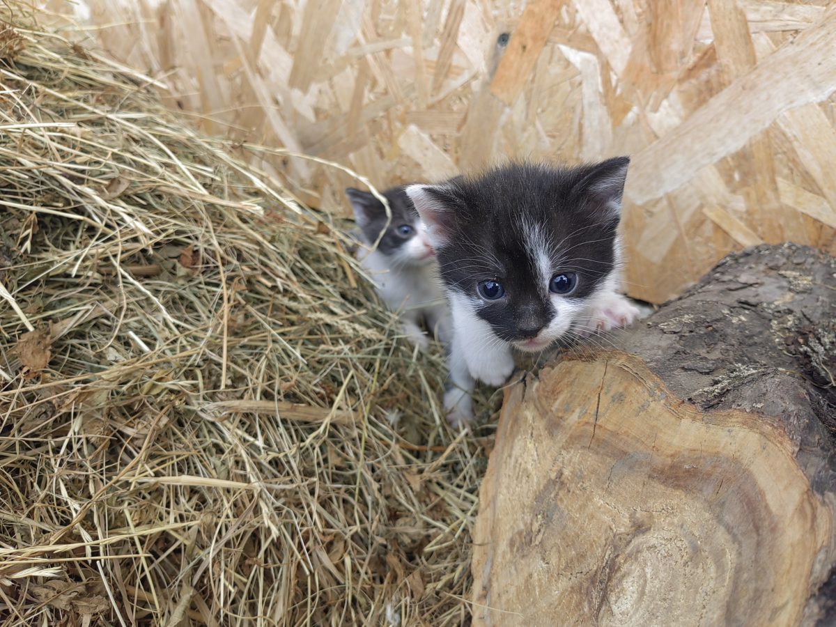 URGENT – Mamă pisică și 3 pui își caută o familie ❤️