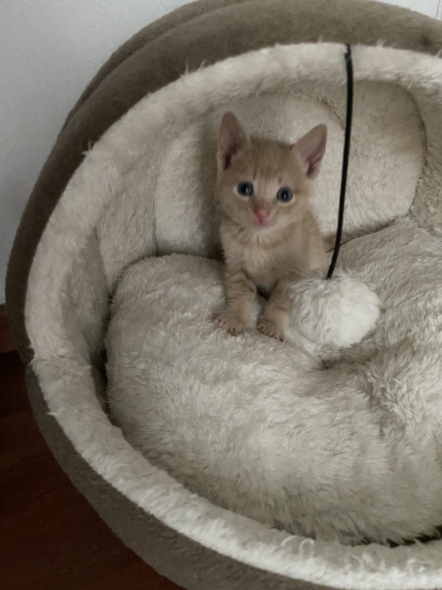 Doi micuți sunt in căutarea familiei responsabile!😻😻😻