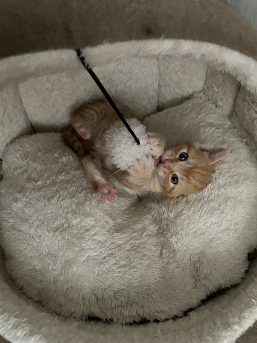 Micuț dar plin de energie,abia așteaptă sa il iei acasa!😻😻😻