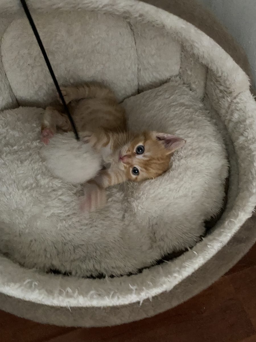 Doua inimi de chihlimbar vor sa isi inceapa viata cu tine!🧡🧡🧡