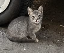 Două destine,o singură dorință,sa fie adoptati‼️‼️