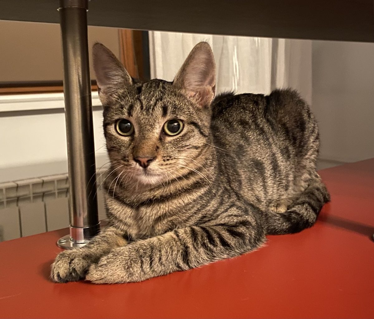 Motan dulce și cuminte pentru adopție!💙🩵💙
