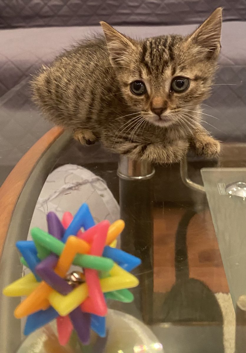 O inimioară cat un sâmbure,isi doreste sa iti dea toata dragostea lui!🩵🩵🩵