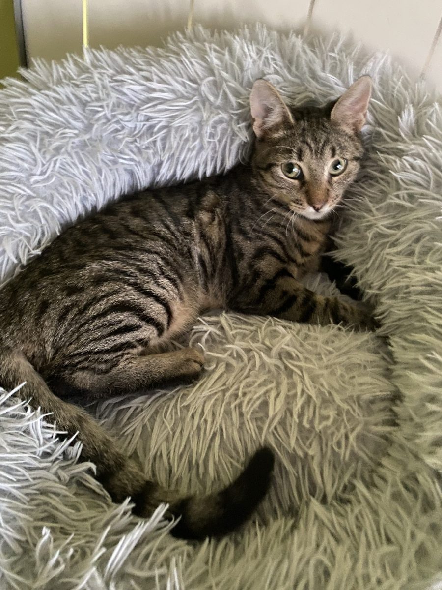 Cel mai cuminte motănel asteapta sa fie adoptat!💙💙💙