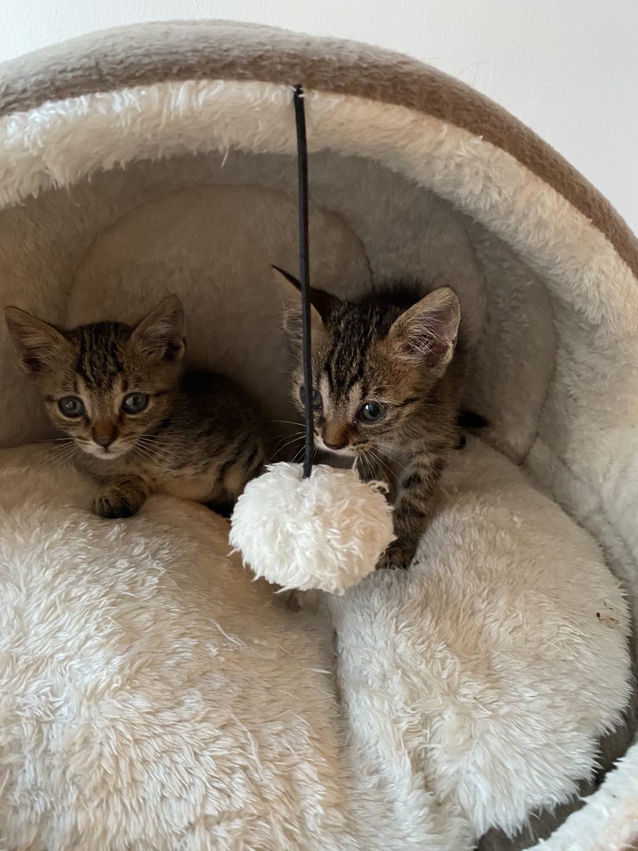 Suntem două sufletele care am vrea tare mult o familie care sa ne adopte impreuna!💖💖💖