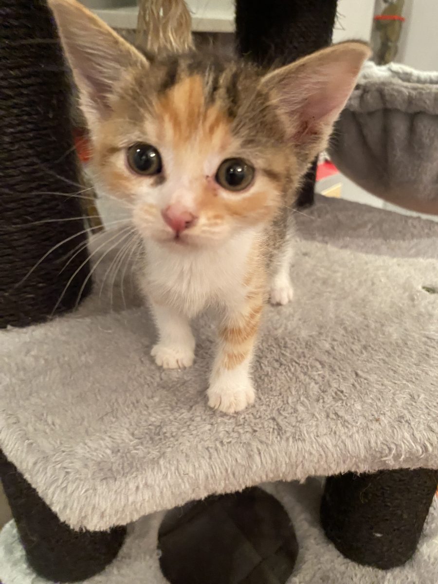 Cei mai expresivi ochisori abia așteaptă sa iti dea toată lumea peste cap!😻😻😻