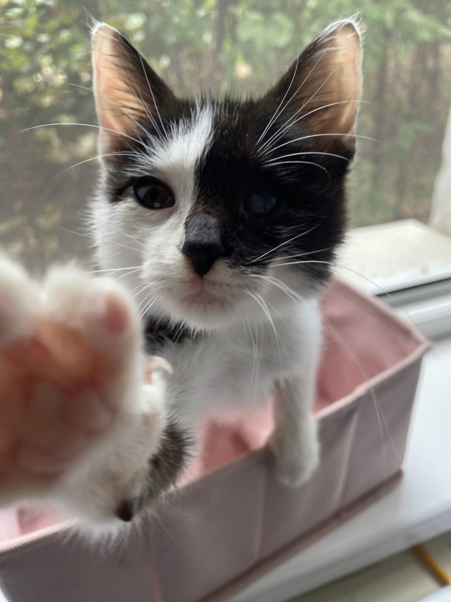 Pui de pisică spre adoptie
