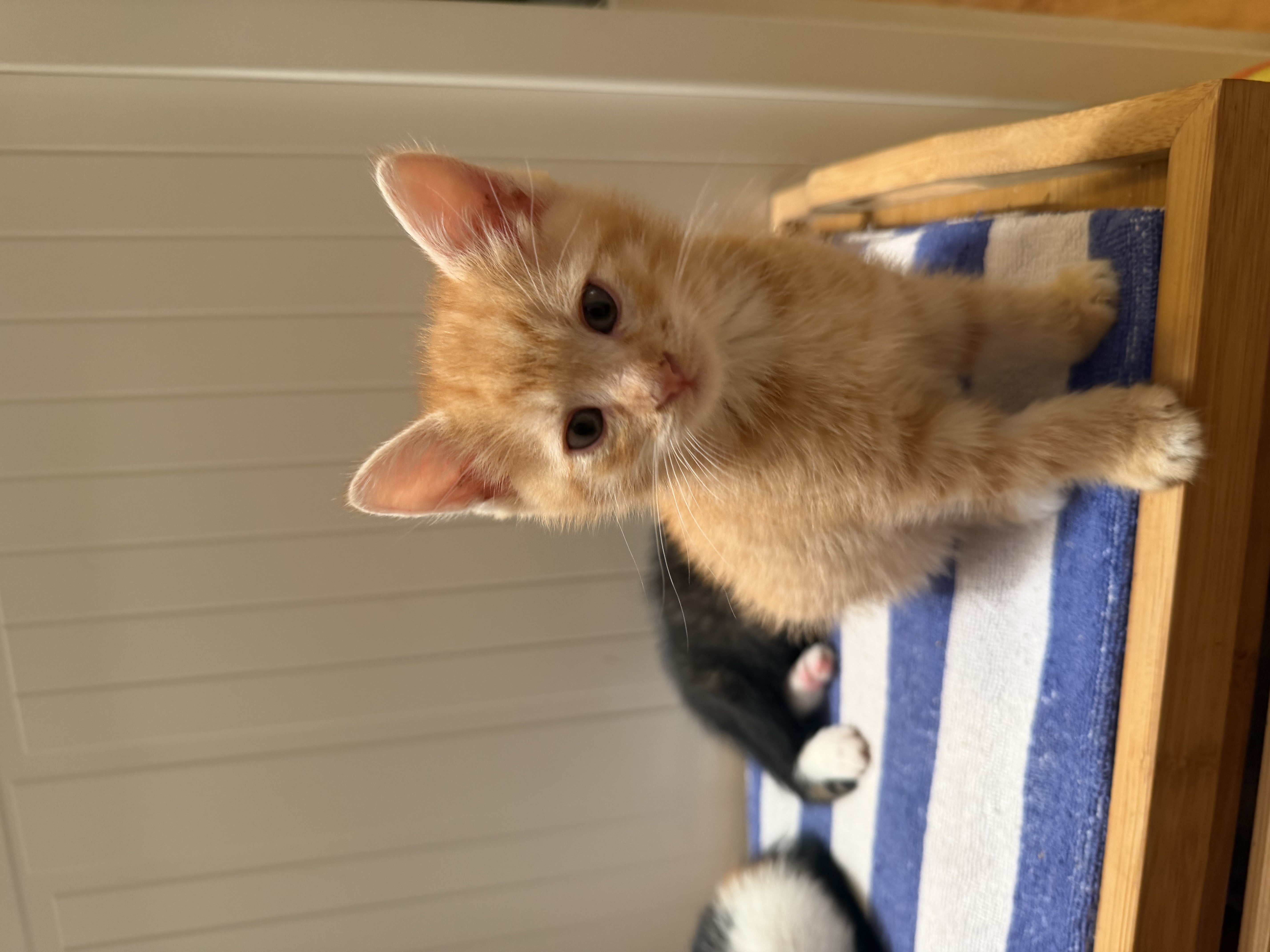 🐾 Trei suflete mici își caută familiile! 🐾