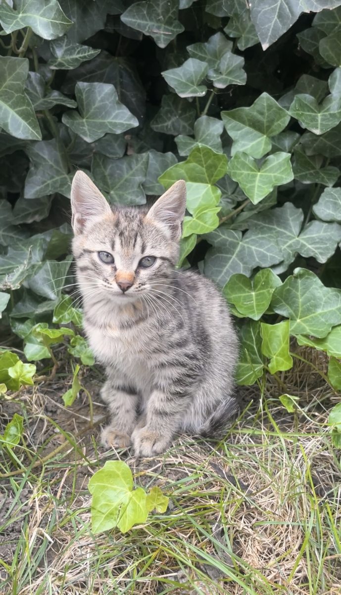 Leo, un băiețel pufos și jucăuș