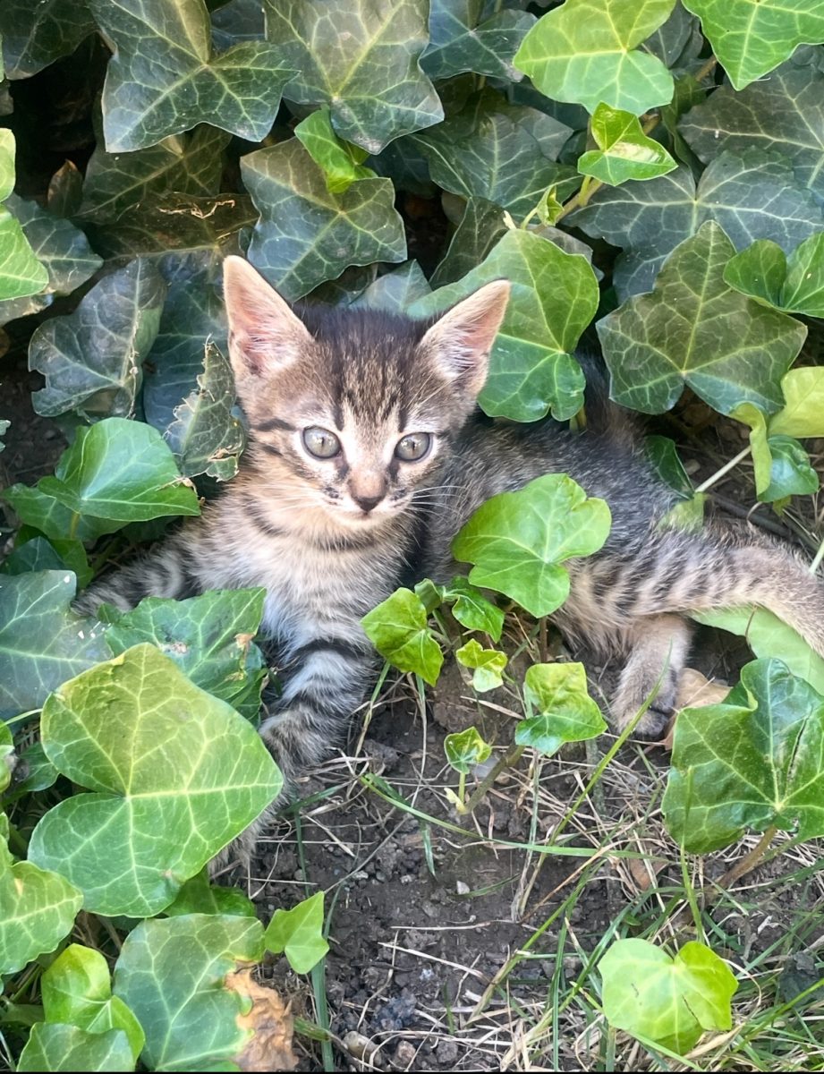 Un motănel blând si jucăuș ❤️🥰