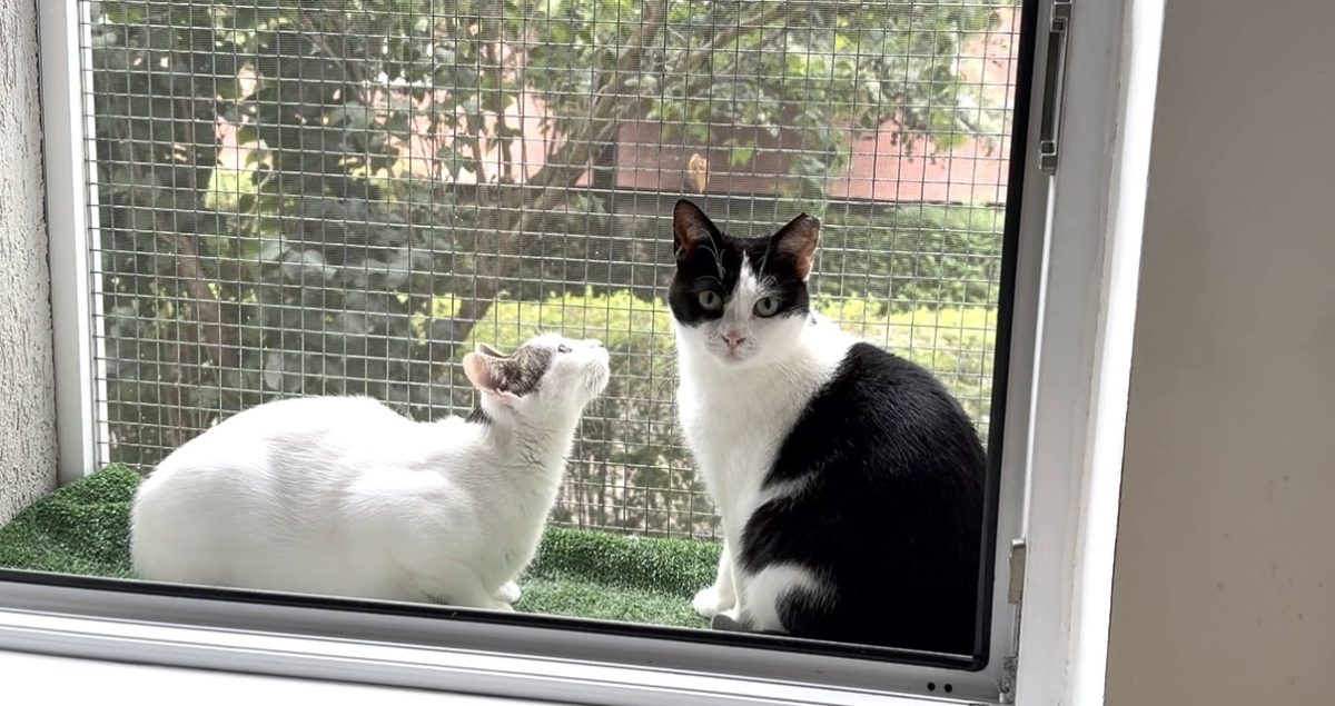 Pisicute adorabile (1,5 , respectiv 2 ani) spre adoptie responsabila