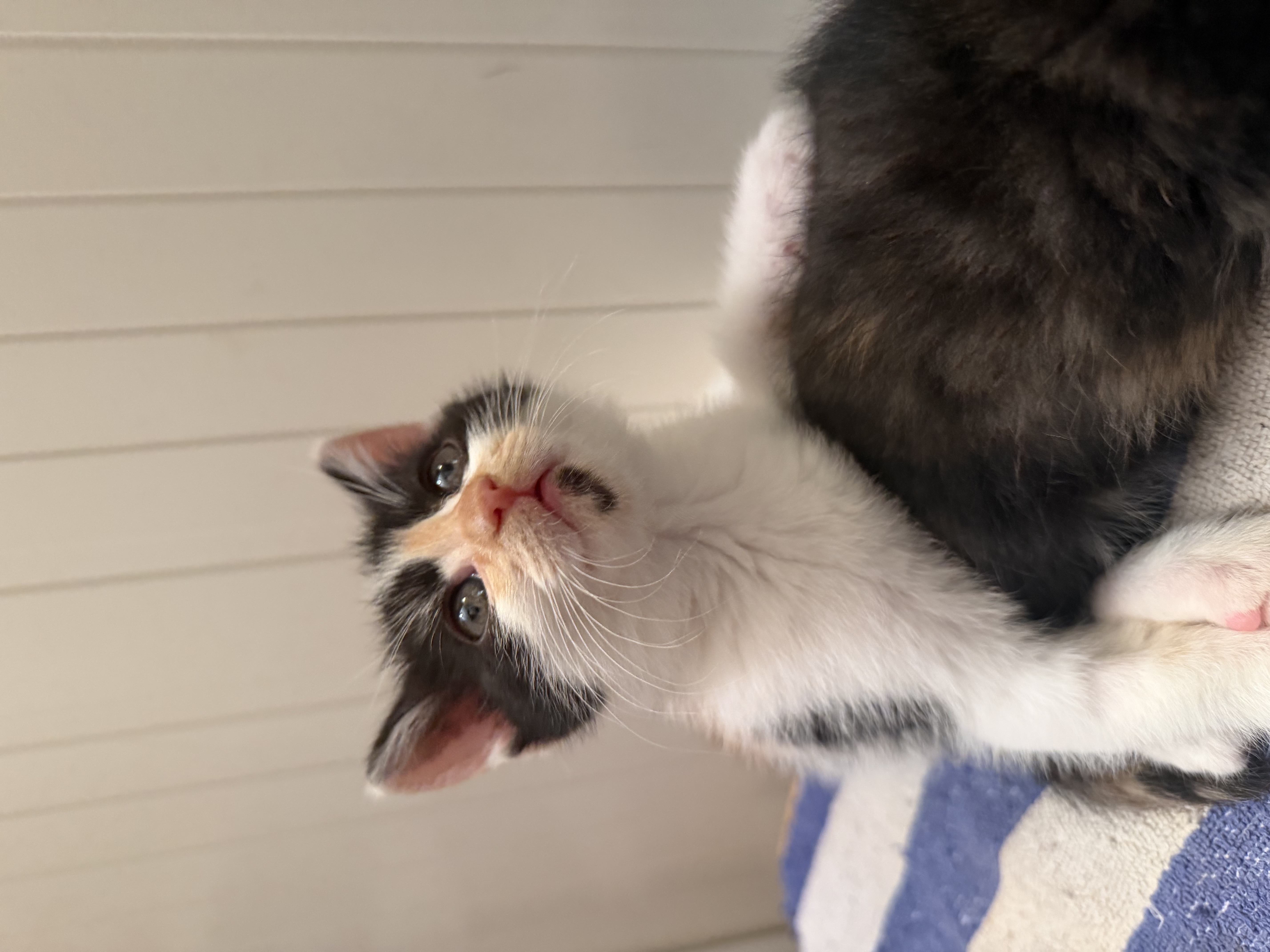 🐾 Trei suflete mici își caută familiile! 🐾
