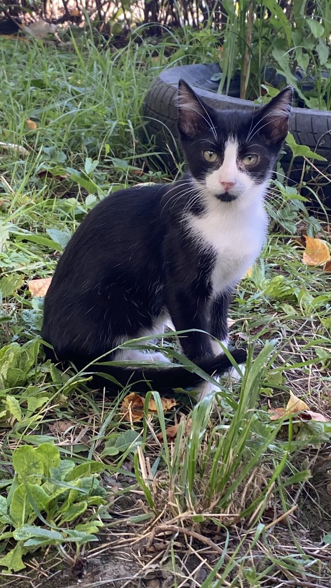 Pentru adopție responsabilă 😻😻😻