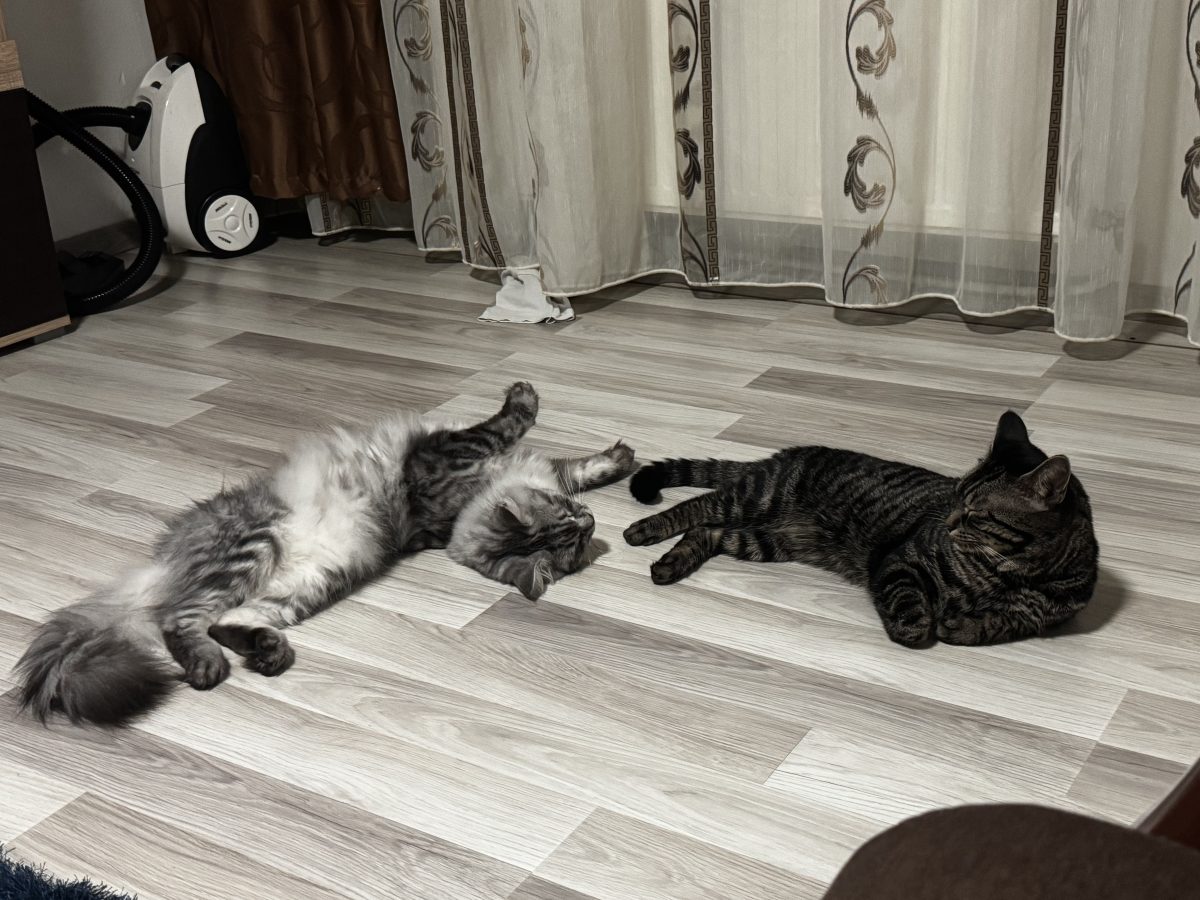 Două suflete minunate caută o familie iubitoare