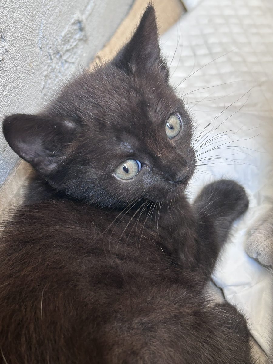 Adoptie bucuresti