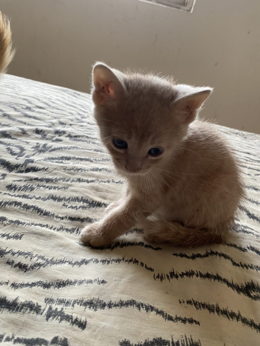Pisicuțe minunate spre adopție unor oameni frumosi