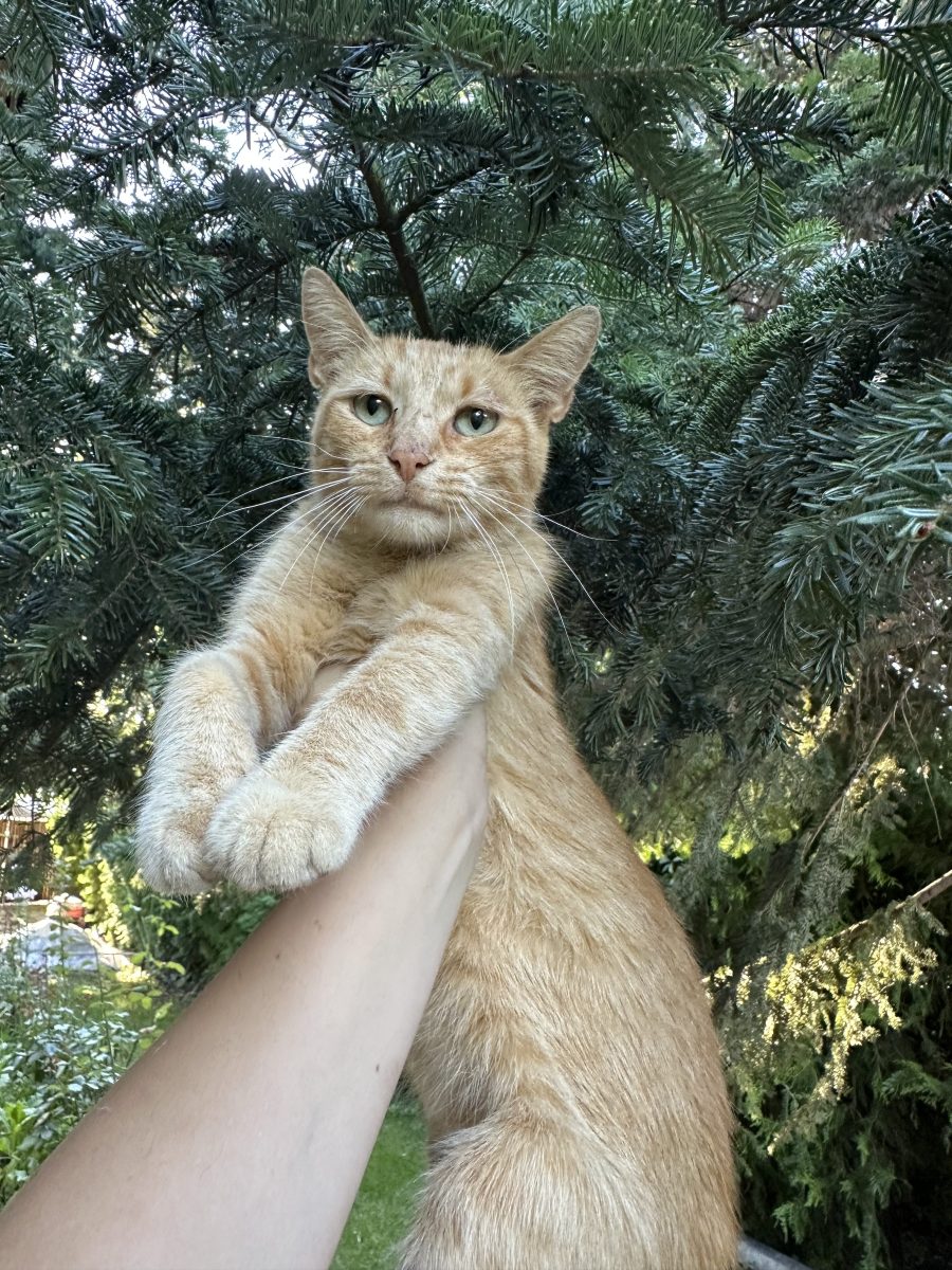 O rază rară de soare își caută familie – Pisicuță roșcată, ~6 luni, pentru adopție responsabilă 🧡