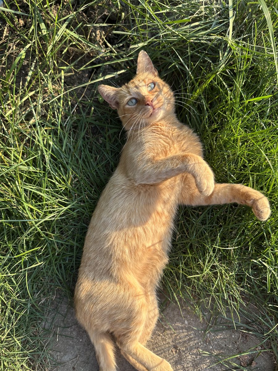 O rază rară de soare își caută familie – Pisicuță roșcată, ~6 luni, pentru adopție responsabilă 🧡