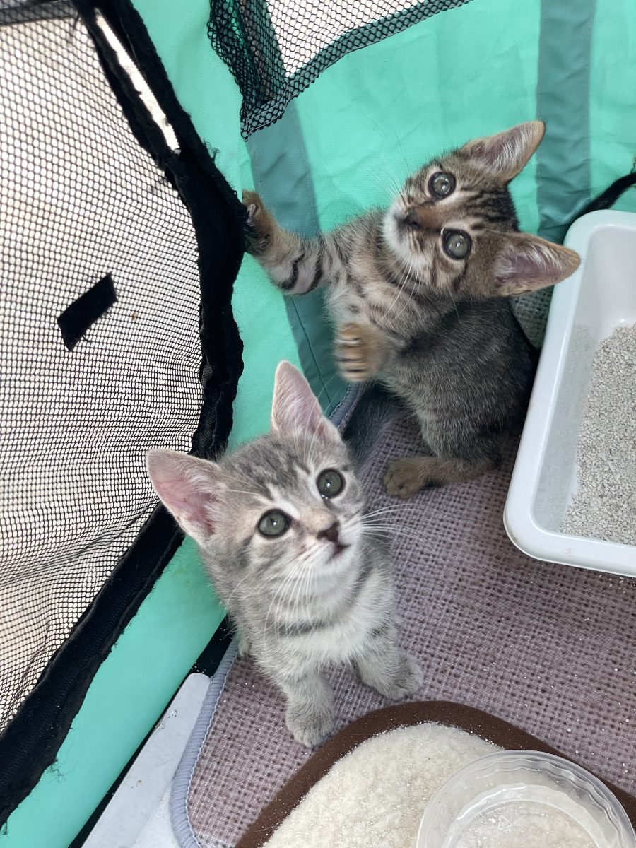 Pui pentru adopție