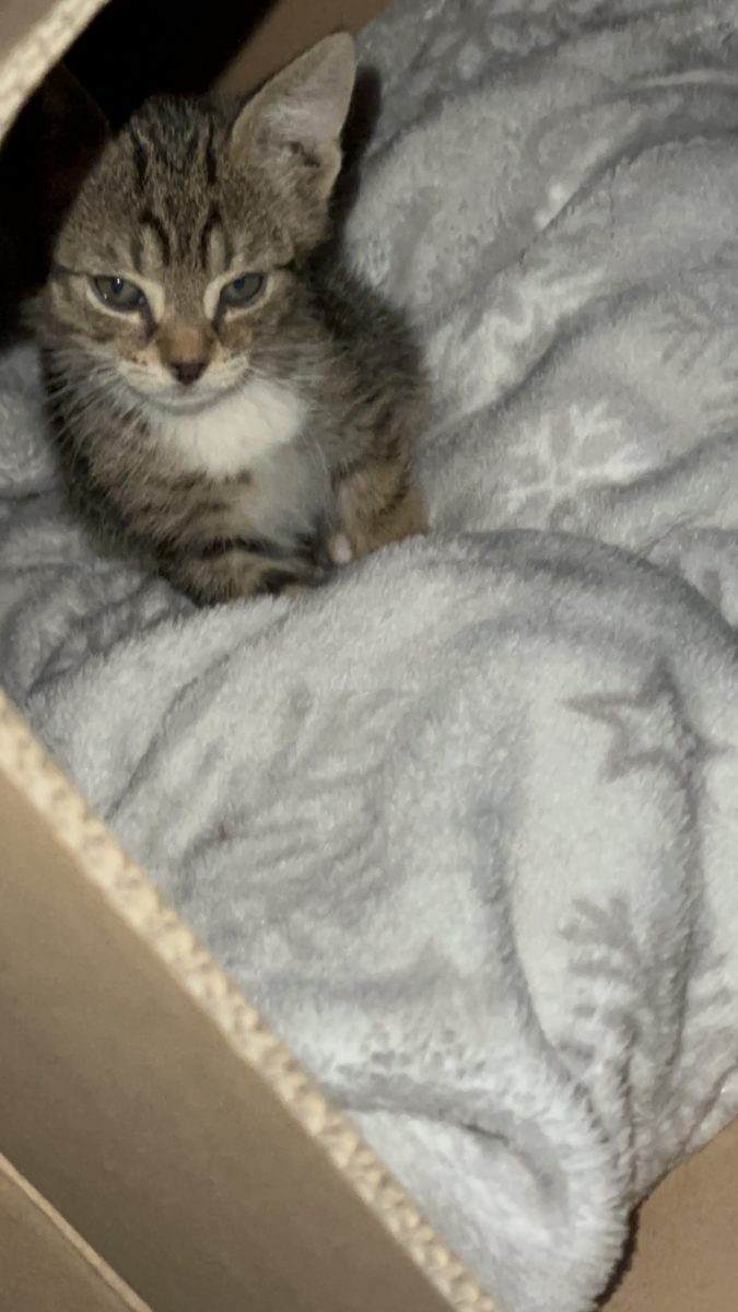 2 motani cauta stapan 🐈