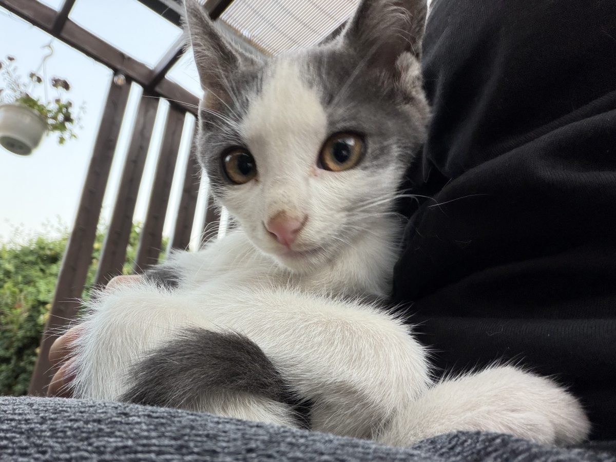 Adoptie pentru Licurici