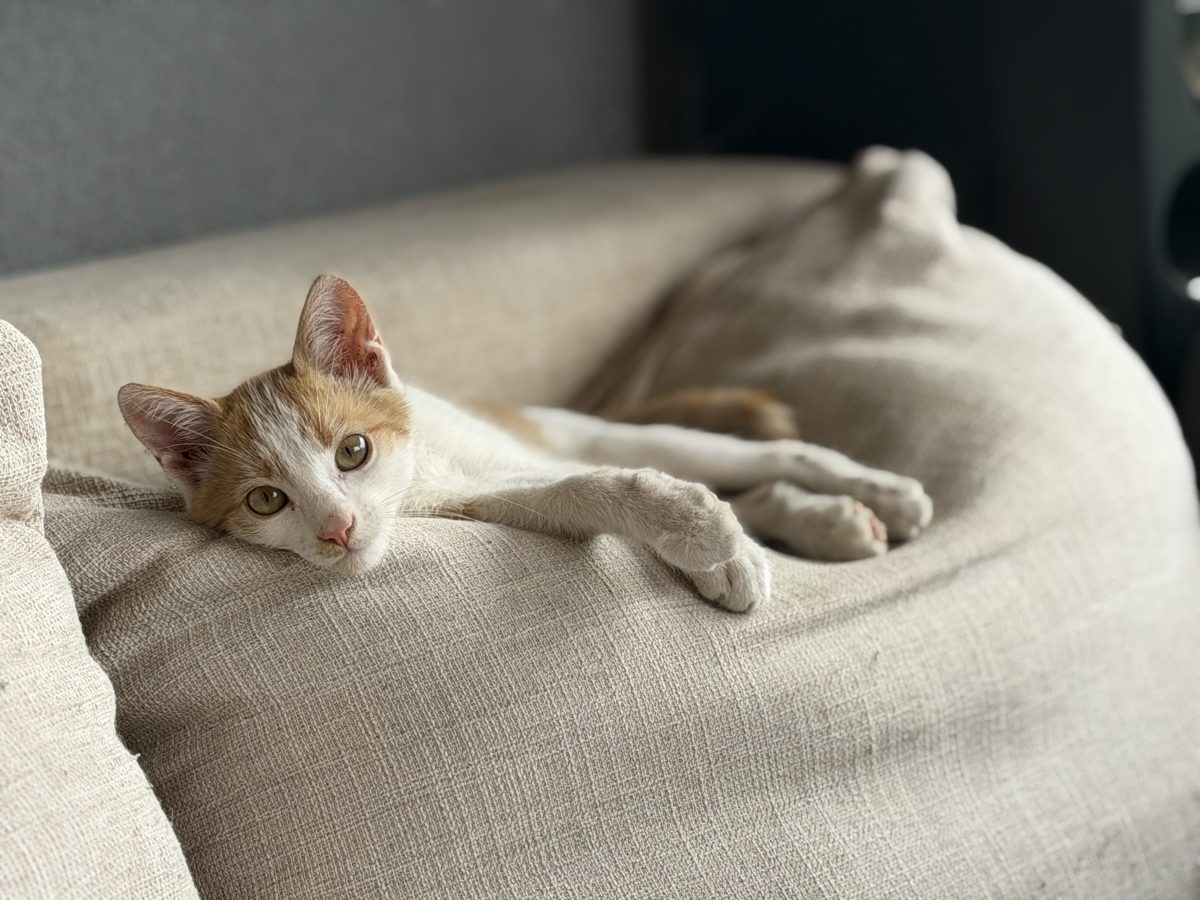 Adoptie pentru Timi