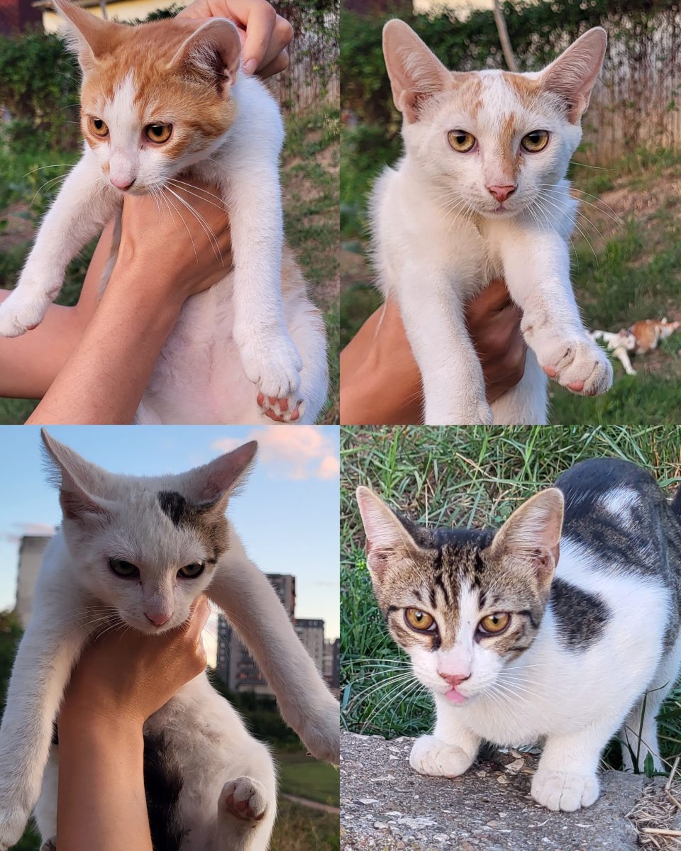 Spre adopție: 4 motănei iubitori! ❤️
