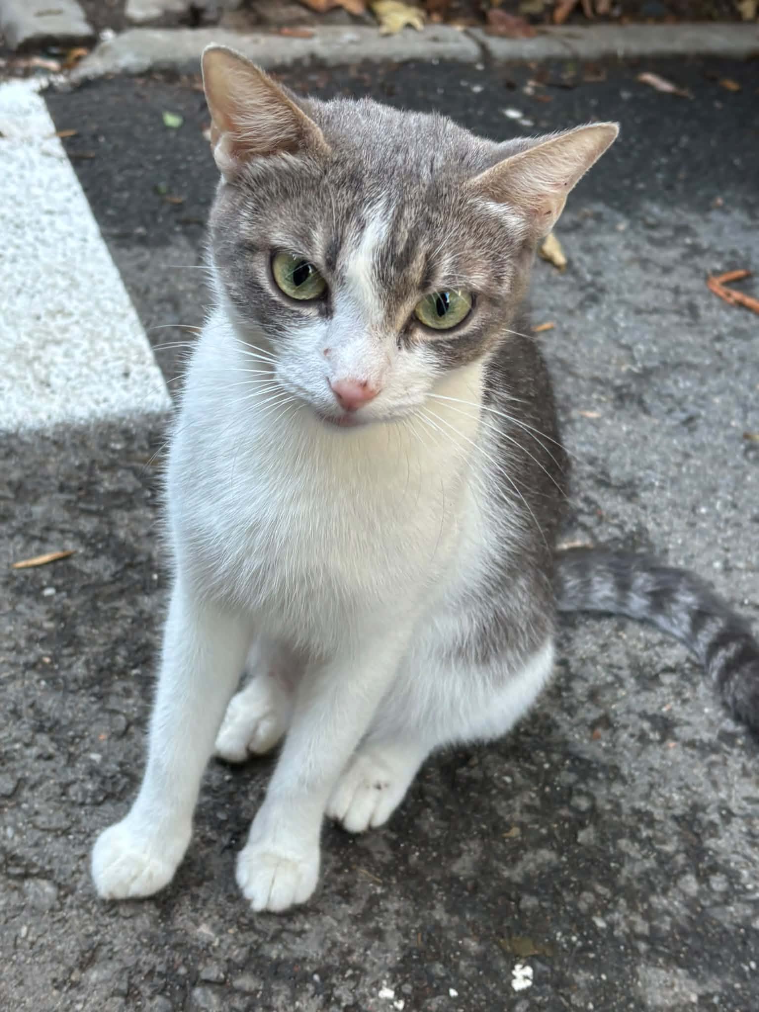 Sufletel abandonat cauta adoptie sau foster