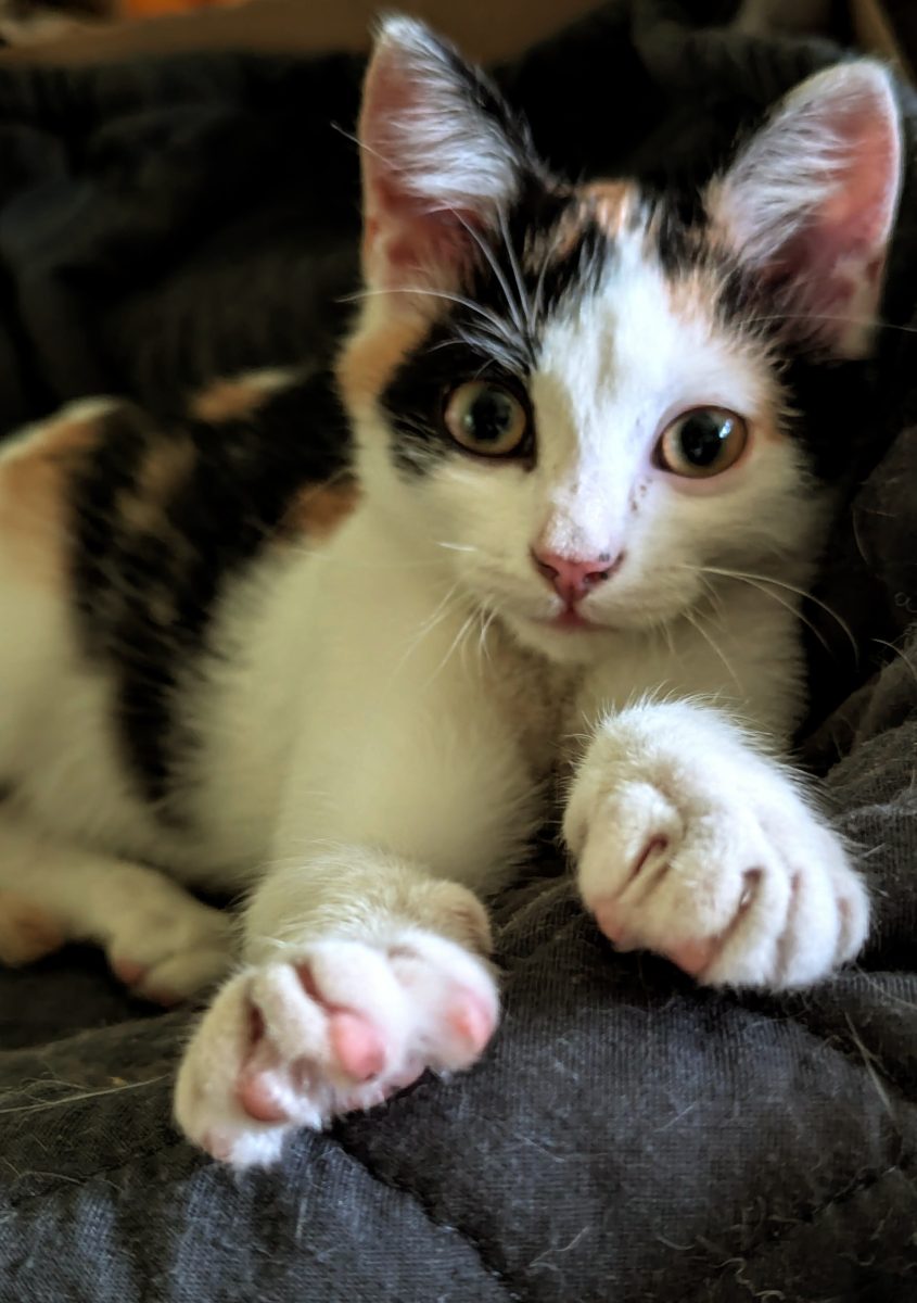 Phoebe aducătoarea de noroc