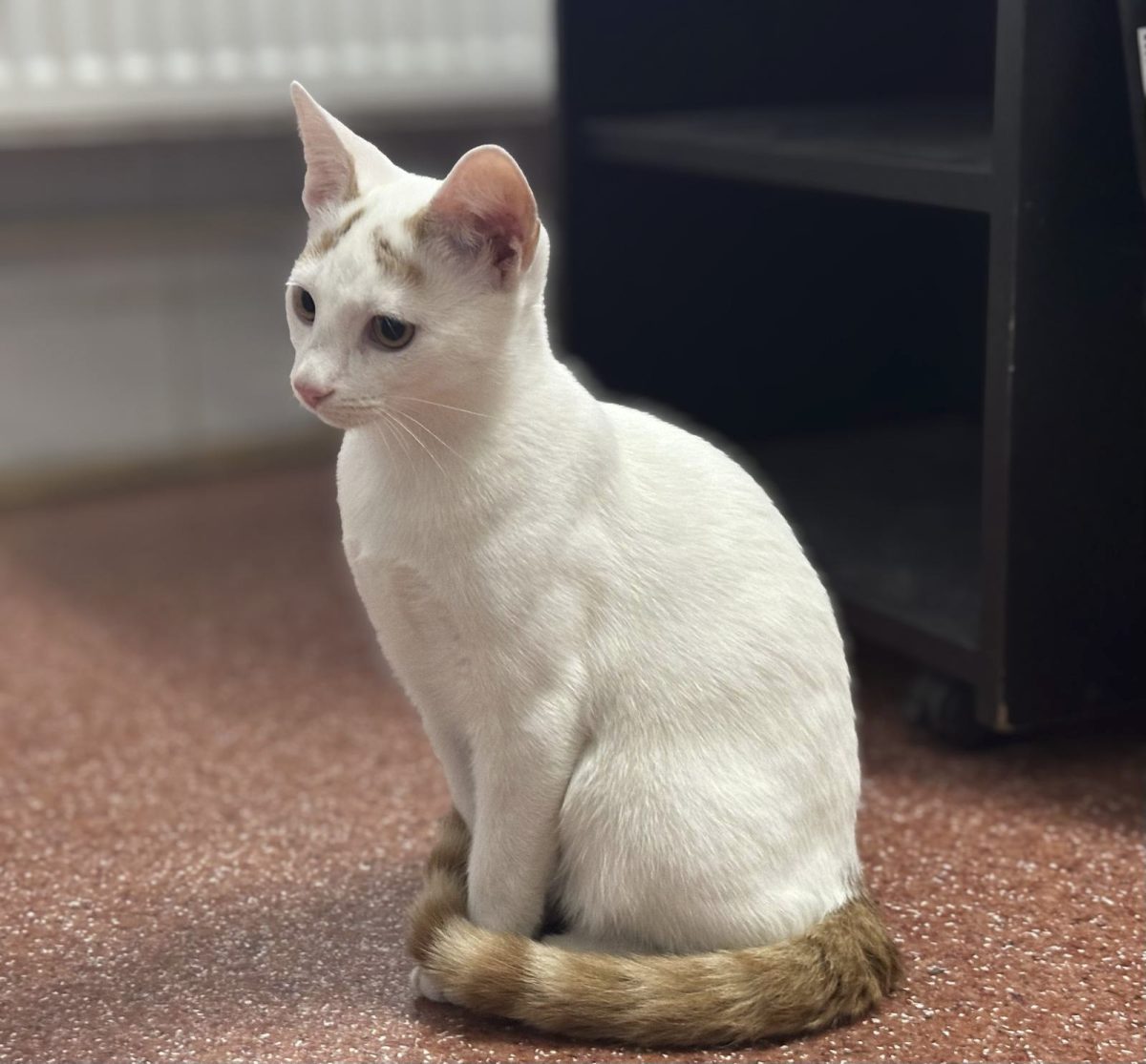 💫 Adoptie responsabila💫