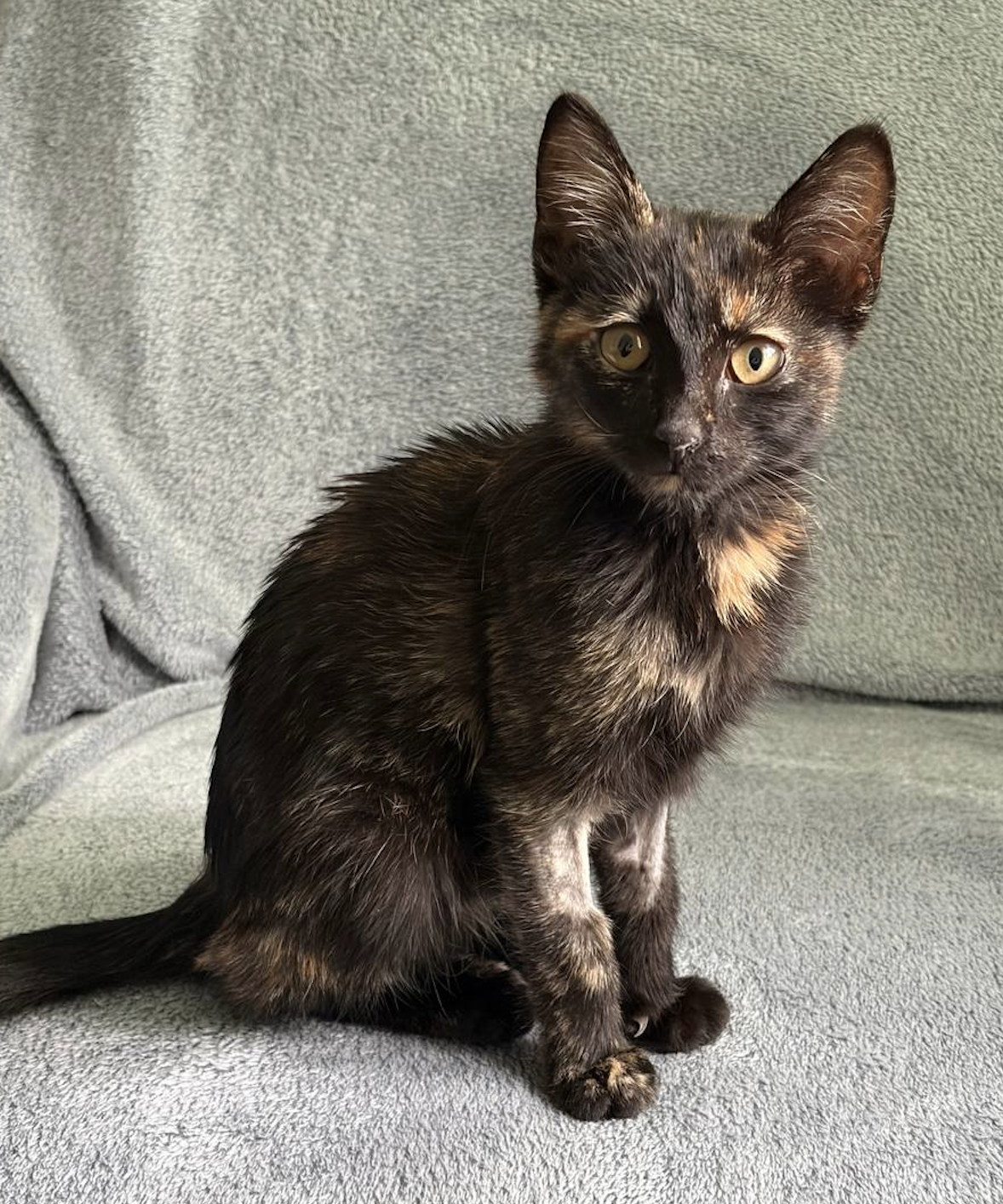 🐾 O mică Tortie își caută familia iubitoare! 🐾