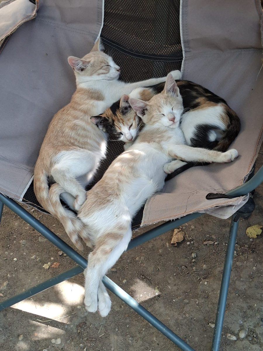 🐾 5 suflete mici își caută familii iubitoare! 🐱❤️