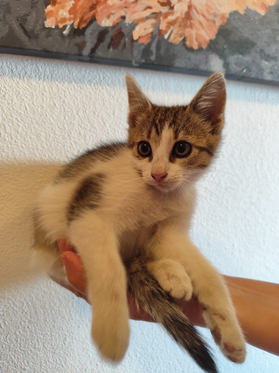 Lera – pisicuta de aproape 3 luni – cauta familie