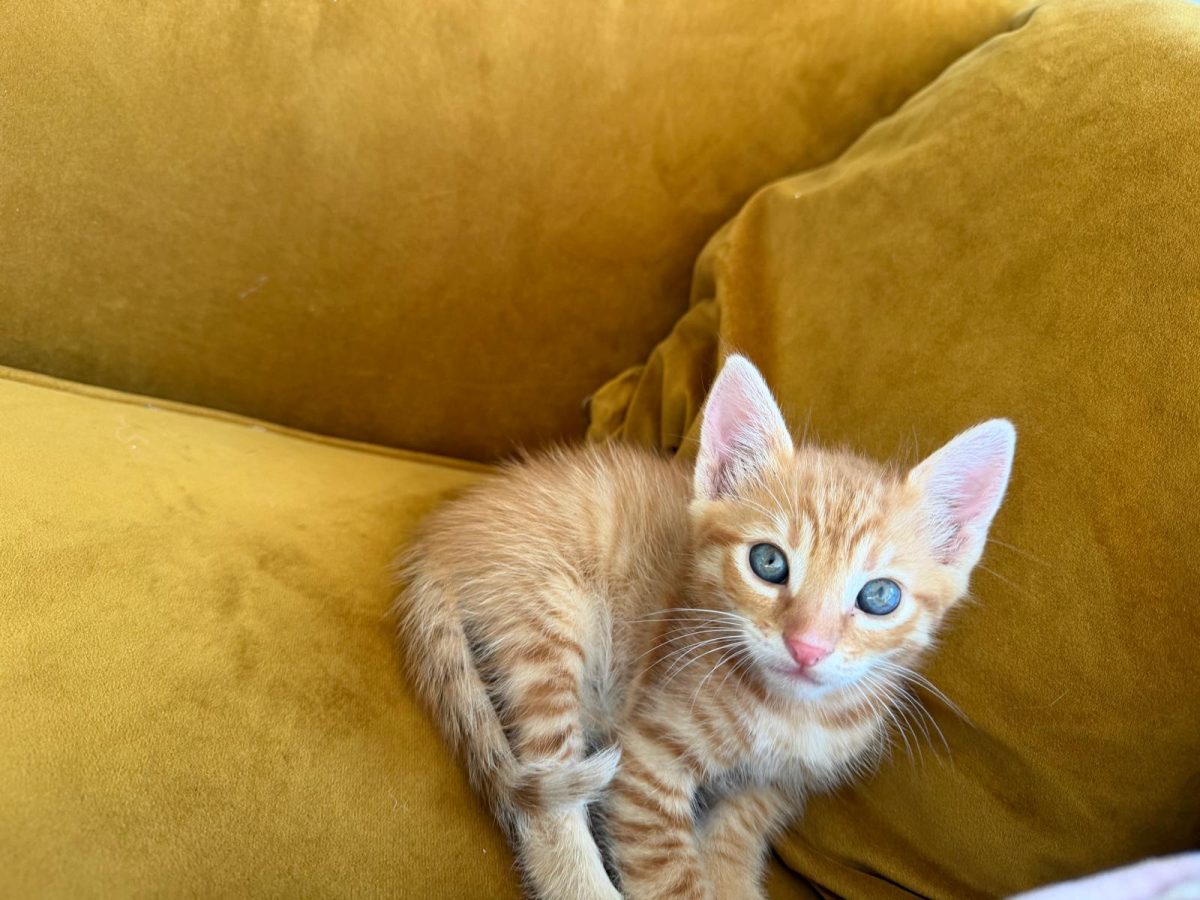 Peach, o papusica de motanel