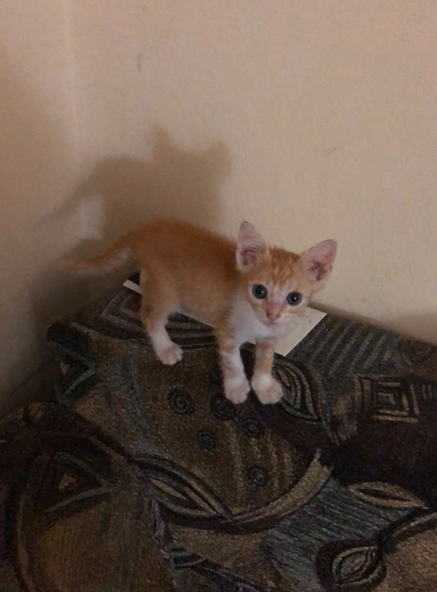 Pisoi spre adoptie in Alexandria